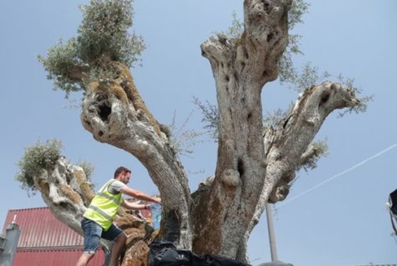 1,400-year-old olive trees transplanted to Dubai's The World