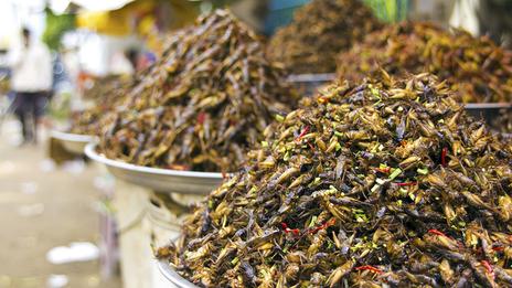 Could insects be the wonder food of the future?