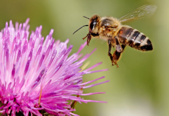 Bees: SumOfUs Sued?