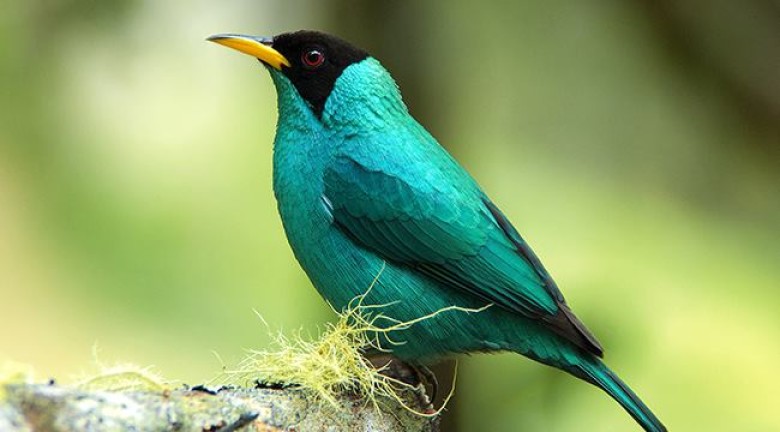 Boost bird-watching as prime tourism product in Taman Negara