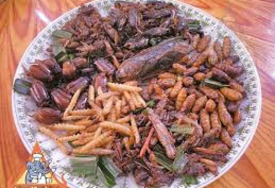 Insects as Food: Potential Hazards and Research Needs