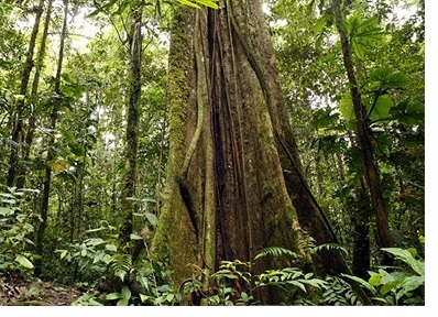 rainforest-2.jpg