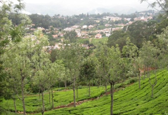 Sustainability certified Indian tea estates violate worker rights – report