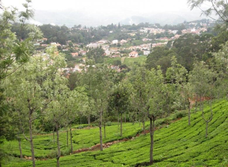 Sustainability certified Indian tea estates violate worker rights – report