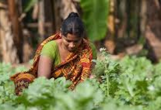 The nexus between agriculture and nutrition