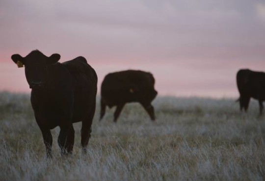 Here’s how the beef industry is putting sustainability on the menu