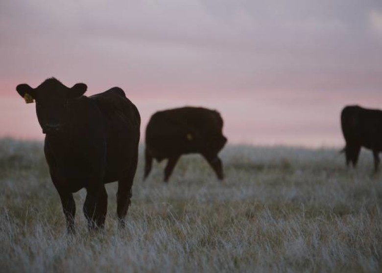 Here’s how the beef industry is putting sustainability on the menu