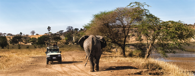 africa-tourism-elephant-shutterstock-kenya.jpg