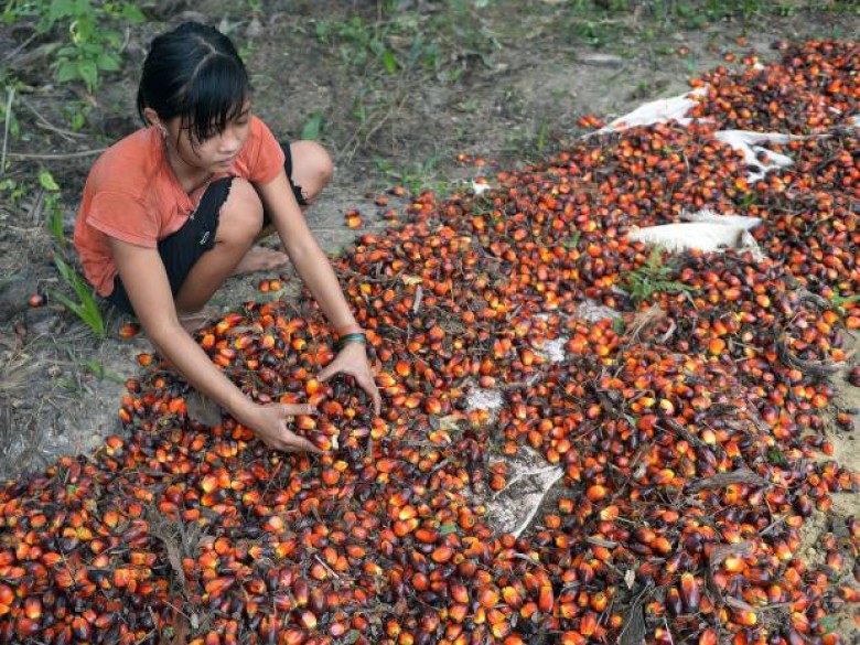 Palm Oil: Global brands profiting from child and forced labour