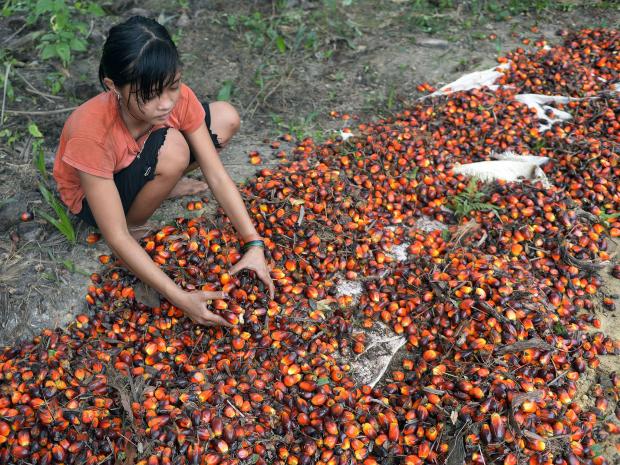 palm-oil-child-labour.jpg