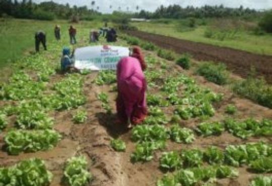 Slow Food in Somalia: An expanding network of gardens
