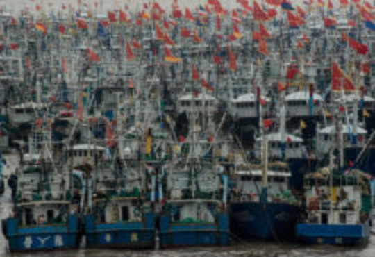 Report: China wants fish, so Africa goes hungry