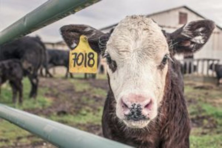 Avaaz – “EU: Help stop our meat addiction” sign petition campaign
