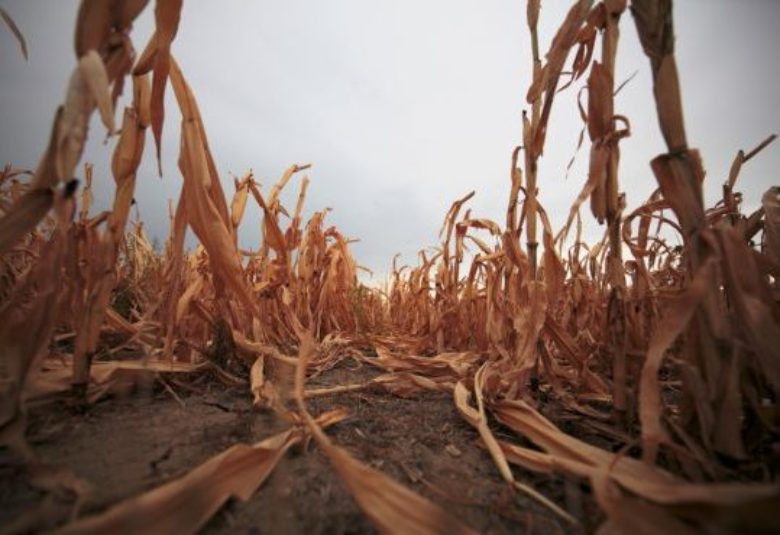 Climate change could heighten risk of global food production shocks