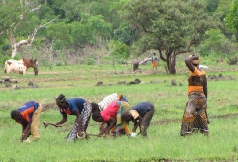 Why it’s important to recognize multiple food systems in Africa