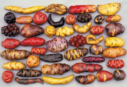 How Peru’s potato museum could stave off world food crisis