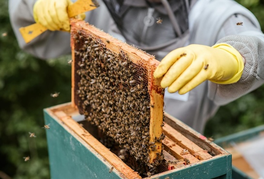 FAO-Director-General-focuses-on-apiculture-and-forestry-with-visit-to-Slovenia-1.jpg