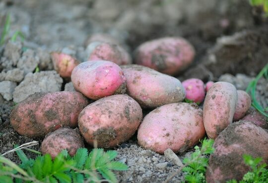 International Day of Potato | 30 May