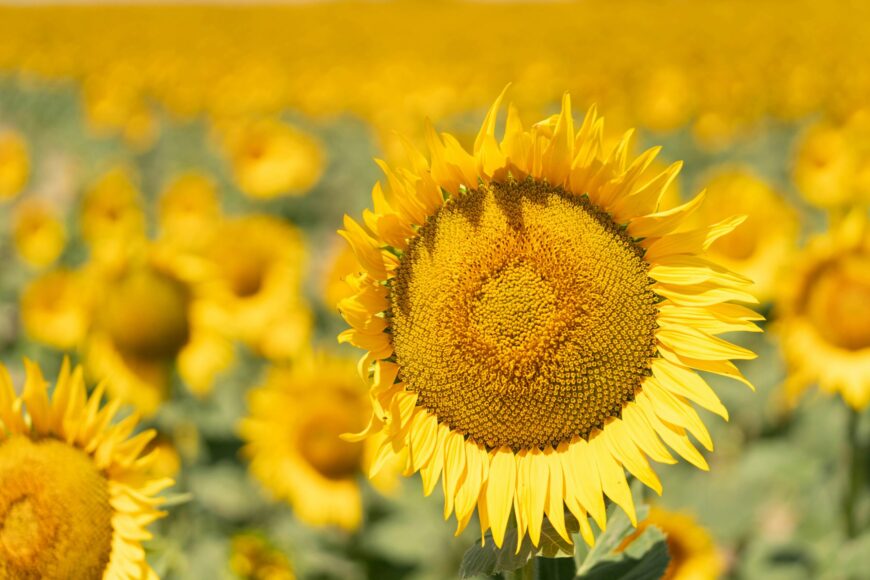 IGCAT Supports Slow Food’s Call for a Radical Overhaul of EU Agrifood Trade Policy