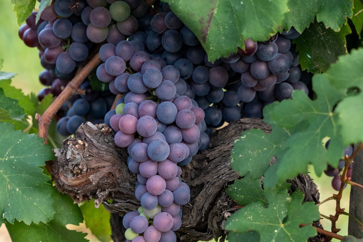 JV_Sicily_-20230904-DSC03603 9